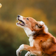 Illustration for article titled Why You Should Pick SuperDog Center for Dog Boarding in Spring Hillem/em